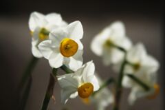 春燐　スイセン