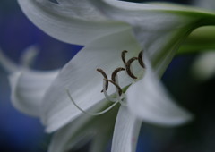 立夏　ユリ？　Ⅱ