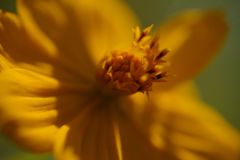 初秋　キバナコスモス