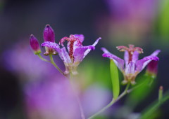 秋を探して　ホトトギス　Ⅱ