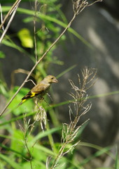 野鳥を探して　カワラヒワ
