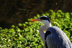 野鳥を探して　アオサギ
