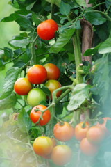 夏を探して　トマト