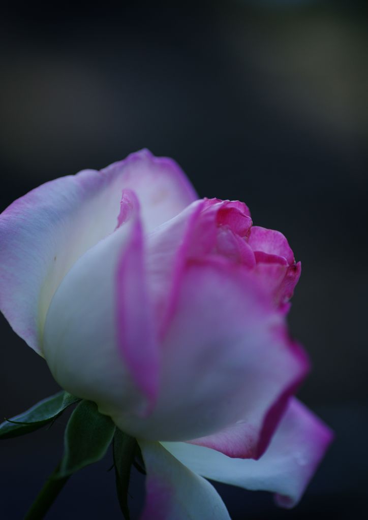 行秋　秋薔薇