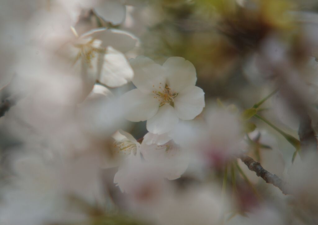 花春　大島桜