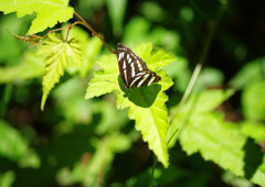 花と虫達　ミスジチョウ