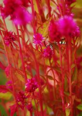 ケイトウ（盆栽）