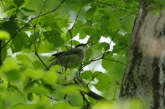 野鳥を探して　オナガ