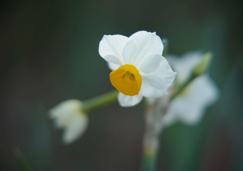 初春　水仙　Ⅲ
