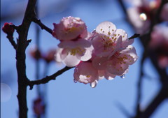 春だ・・・桜