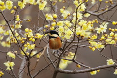 野鳥を探して　ヤマガラ　Ⅱ