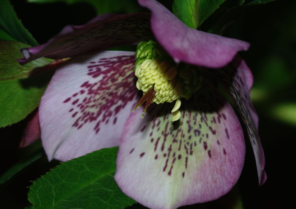 仲春　クリスマスローズ