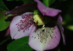 仲春　クリスマスローズ