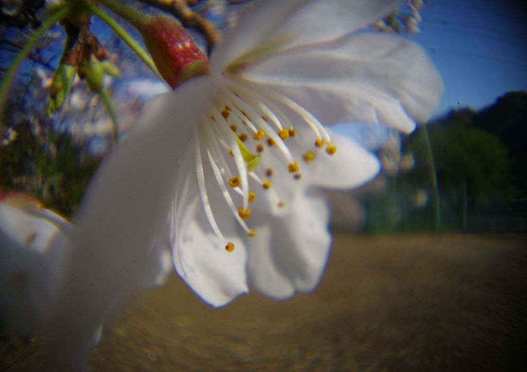 春風　桜