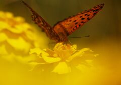 白露　ヒョウモンチョウ？