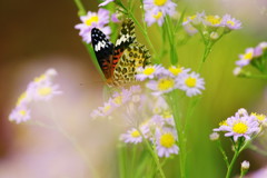 虫達を追って　アカタテハ？