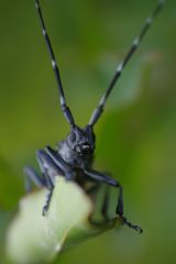路傍　ゴマダラカミキリ　Ⅱ