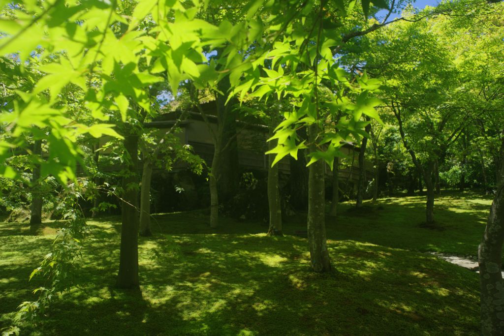 初夏　苔庭　Ⅱ