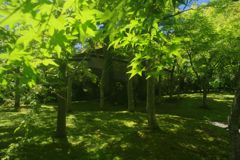 初夏　苔庭　Ⅱ