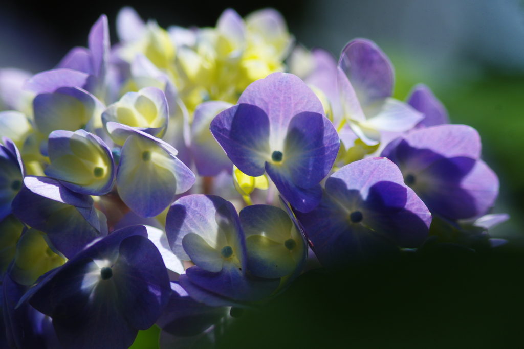 紫陽花