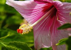 ハイビスカス