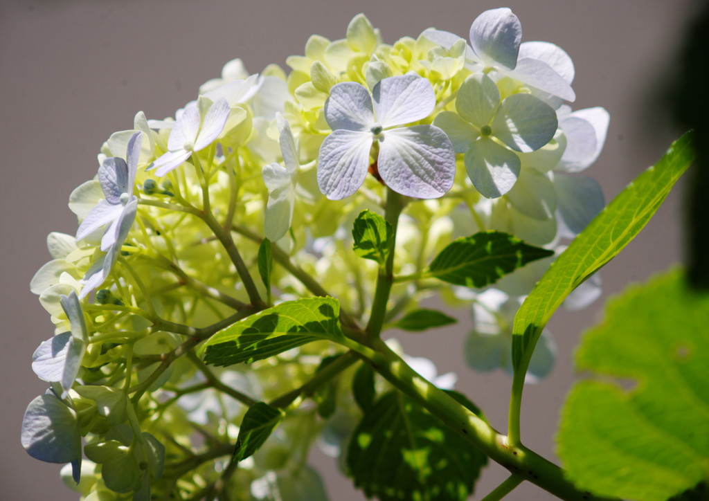 仲夏　アジサイ