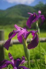 路傍　ノハナショウブ