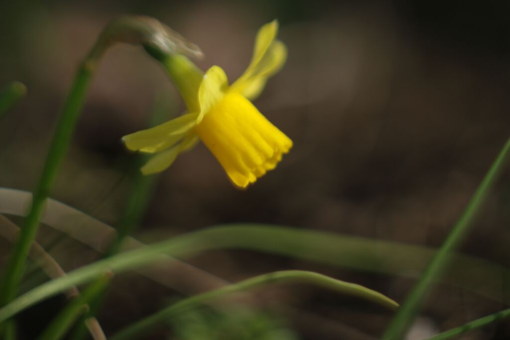 晩春　水仙　Ⅱ