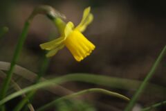 晩春　水仙　Ⅱ