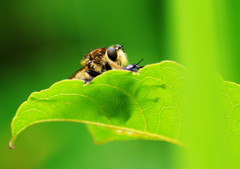 虫達を追って　シオヤアブ　Ⅱ