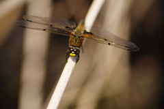花と虫達　トンボ