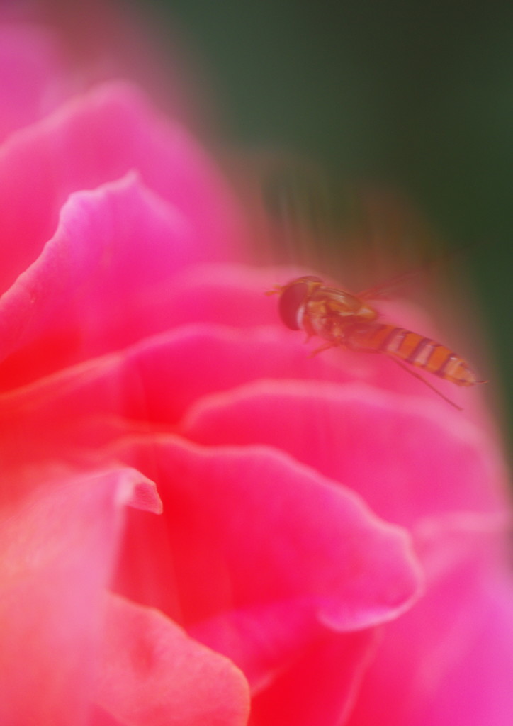 花と虫達　アブ？