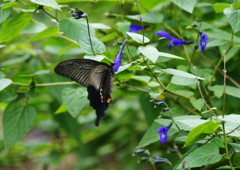 虫達を追って　クロアゲハ