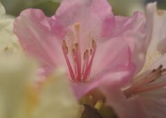 晩春　シャクナゲ