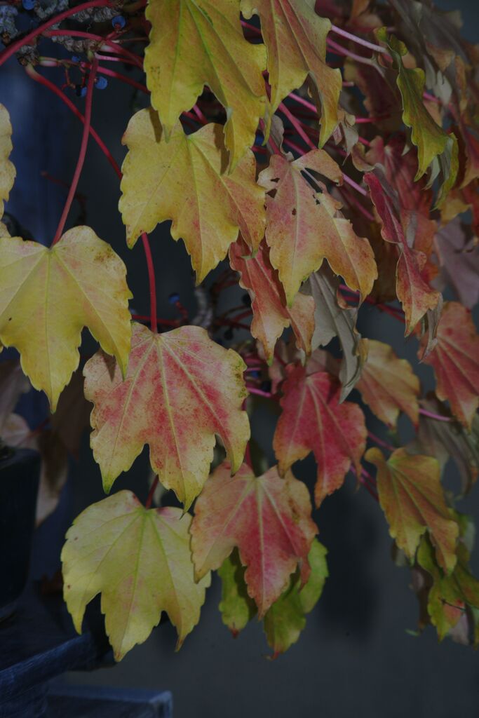 行秋　蔦・紅葉　Ⅱ