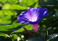 秋を探して　朝顔の仲間？