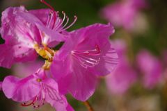 春風　玄海ツツジ
