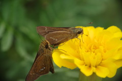花と虫達　セセリチョウ　Ⅱ