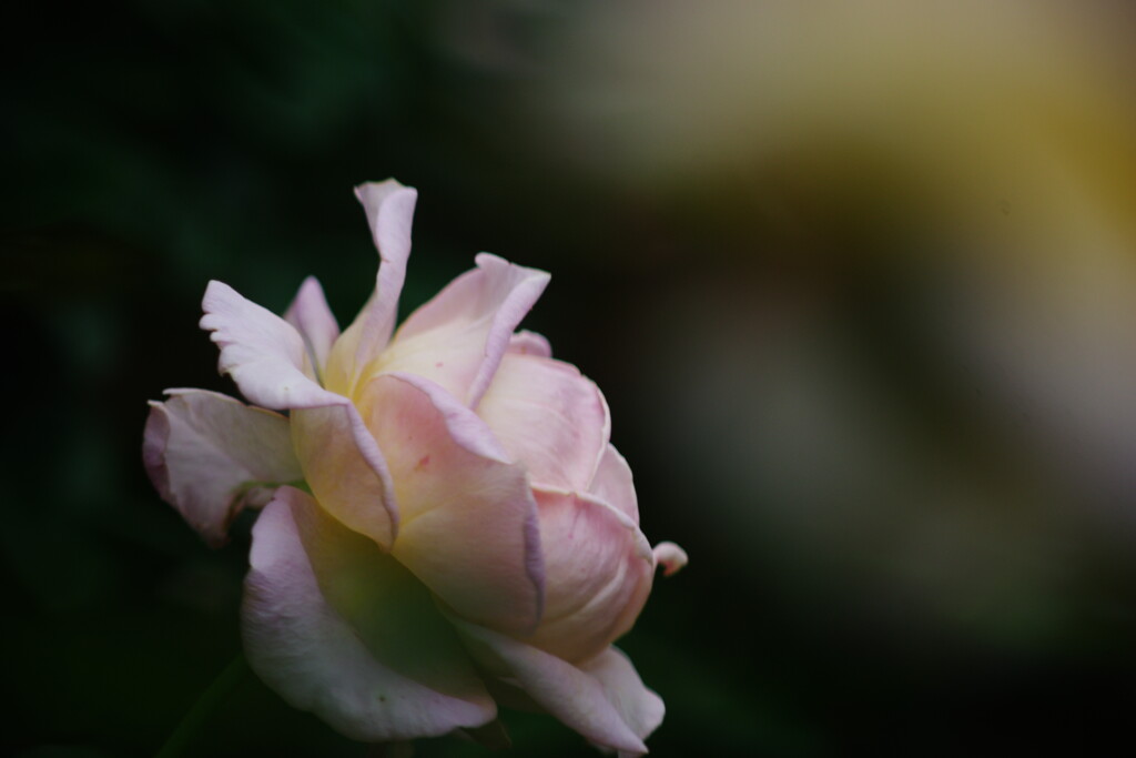 行秋　薔薇