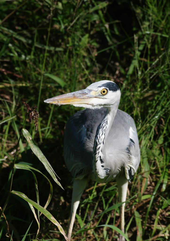 鳥の表情　アオサギ