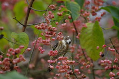 野鳥を探して　コガラ　Ⅲ