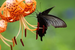 虫達を追って　クロアゲハ