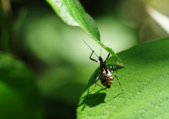 虫達を追って　？？？