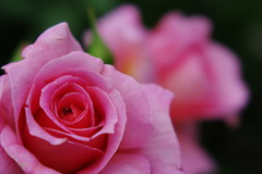 春色　バラ　Ⅱ