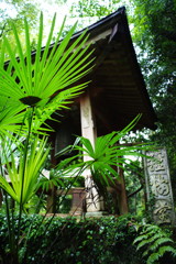 OLD LENS  シュロ？