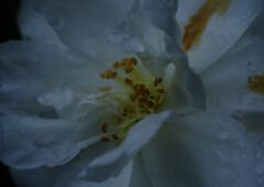 極月　サザンカ