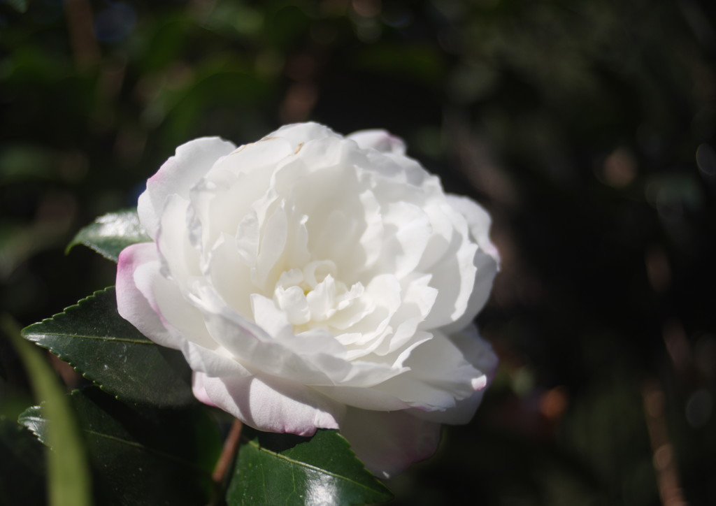 寒冷　山茶花
