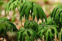 春を探して　ヤブレガサ　Ⅱ