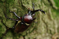 路傍　カブトムシ