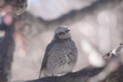 野鳥を追って　ヒヨドリ　Ⅱ